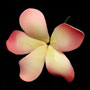 Plumeria - Large Pink - 3.75&quot;