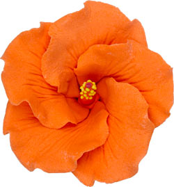 Hibiscus - Orange - 3.25&quot;
