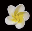Plumeria - Small White - 1.5&quot;