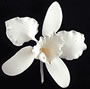 Cattleya Orchid - Small White - 3 1/8&quot;
