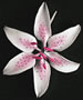 Stargazer Lily - Pink - 4.5&quot;