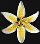 Stargazer Lily - Yellow - 4.5&quot;