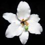 Casablanca Lily - Medium White - 4&quot;