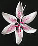 Stargazer Lily - Pink - 4.5"