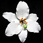 Casablanca Lily - Medium White - 4"