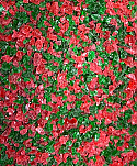 Red and Green Peppermint Candy Crushed - (FINER GRAIN) - 2 ounces