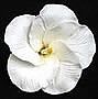 Hibiscus - White - 2.5"