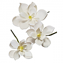 Magnolia - Small - 2.5"