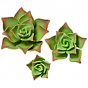 Succulents - Small Green - 1.5"