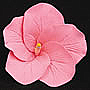 Hibiscus - Pink - 2.5"