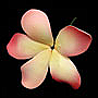 Plumeria - Large Pink - 3.75"