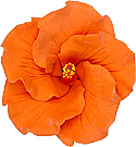 Hibiscus - Orange - 3.25"